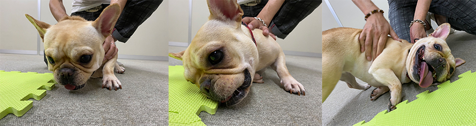 右後ろ足をあげて歩いていた症状