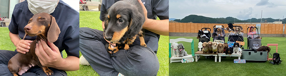 ヘルニア・パテラの症状