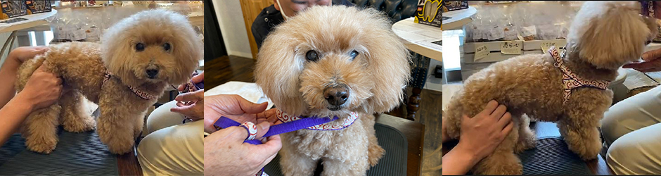 足をあげてケンケンで歩く症状
