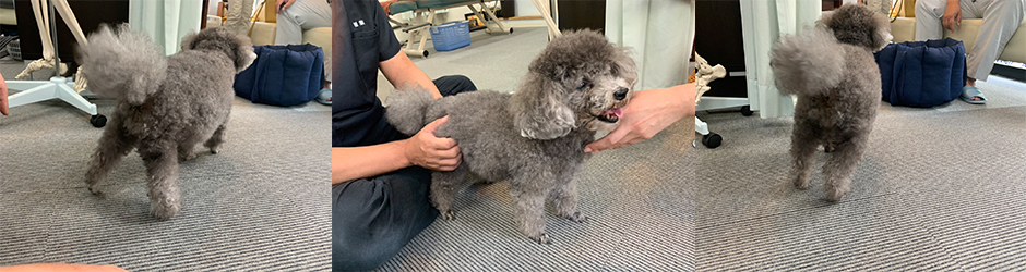 伏せから立ち上がりにくい