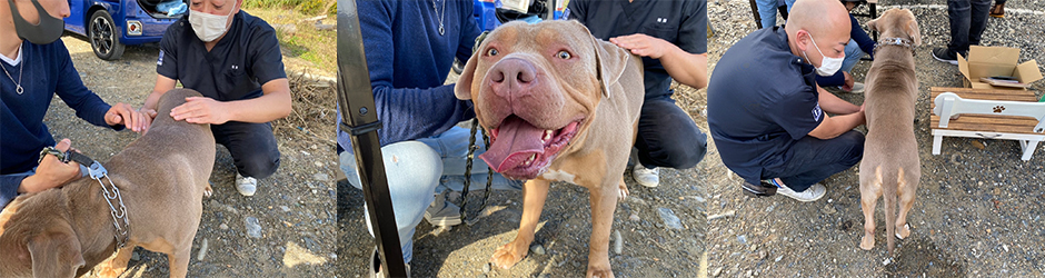 後ろ足を引きずる