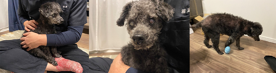 老犬16歳、夜間徘徊・睡眠が改善！