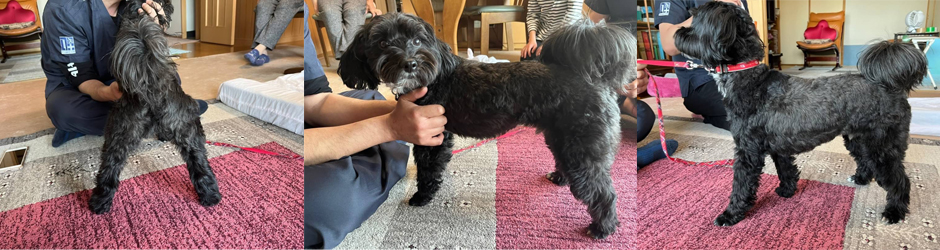 ジャンプしすぎで脚腰心配